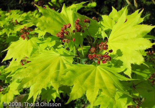 Acer shirasawanum 'Aureum'